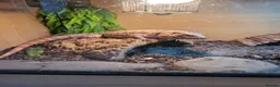 Lizard reptiles for sale: Red Tegu - Advert 1