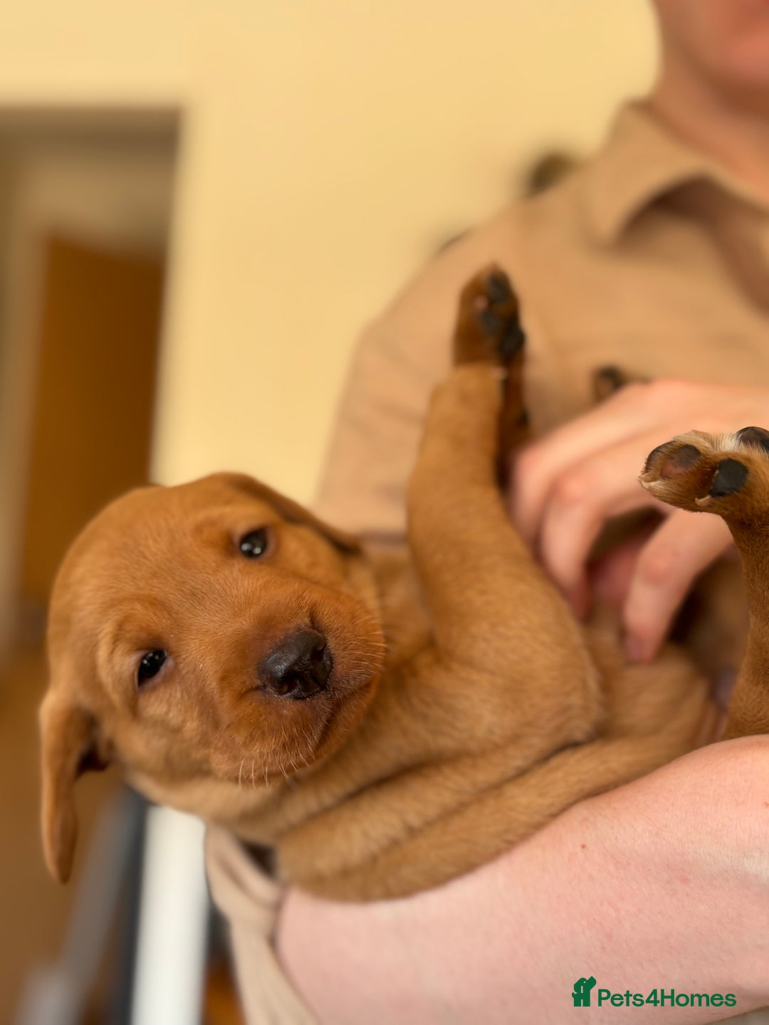 Labrador Retriever dogs for sale: KC registered Labrador pups - Image 5