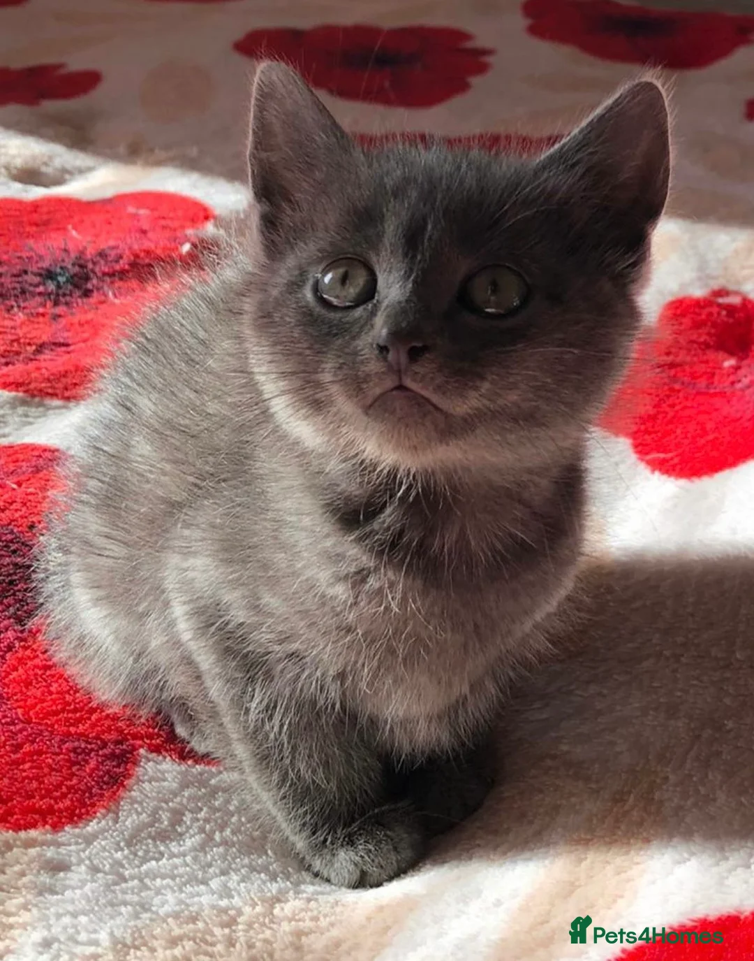 Mixed Breed cats for sale: Stunning Birman/Russian Blue Cross in Weston-super-Mare - Advert 3