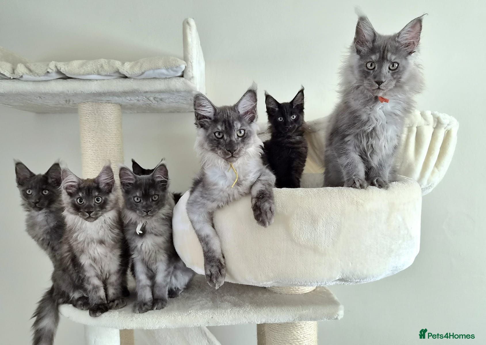 Maine Coon cats Stunning XL Black & Blue Smoke TICA Maine Coons - Advert 1
