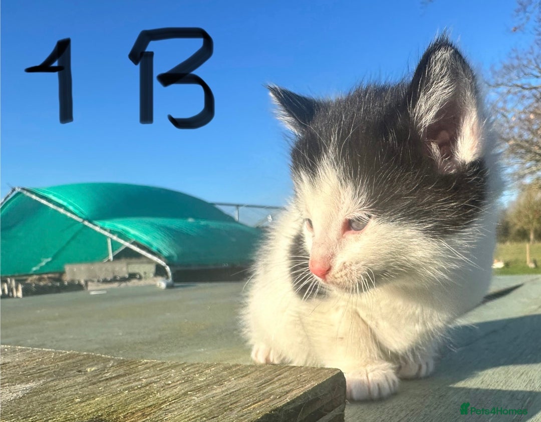Mixed Breed cats for sale: Adorable Black and White Tuxedo Kittens - Advert 19