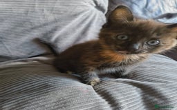 Mixed Breed cats for sale: I have 4 kittens  - Image 14