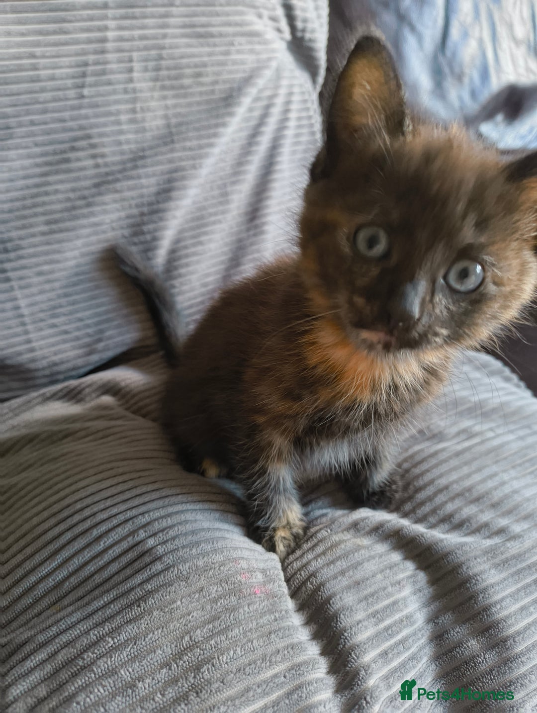 Mixed Breed cats for sale: I have 4 kittens  - Image 14