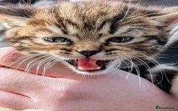 Mixed Breed cats for sale: Two Stunning Tabby Boys, Persian Chinchilla cross - Image 5