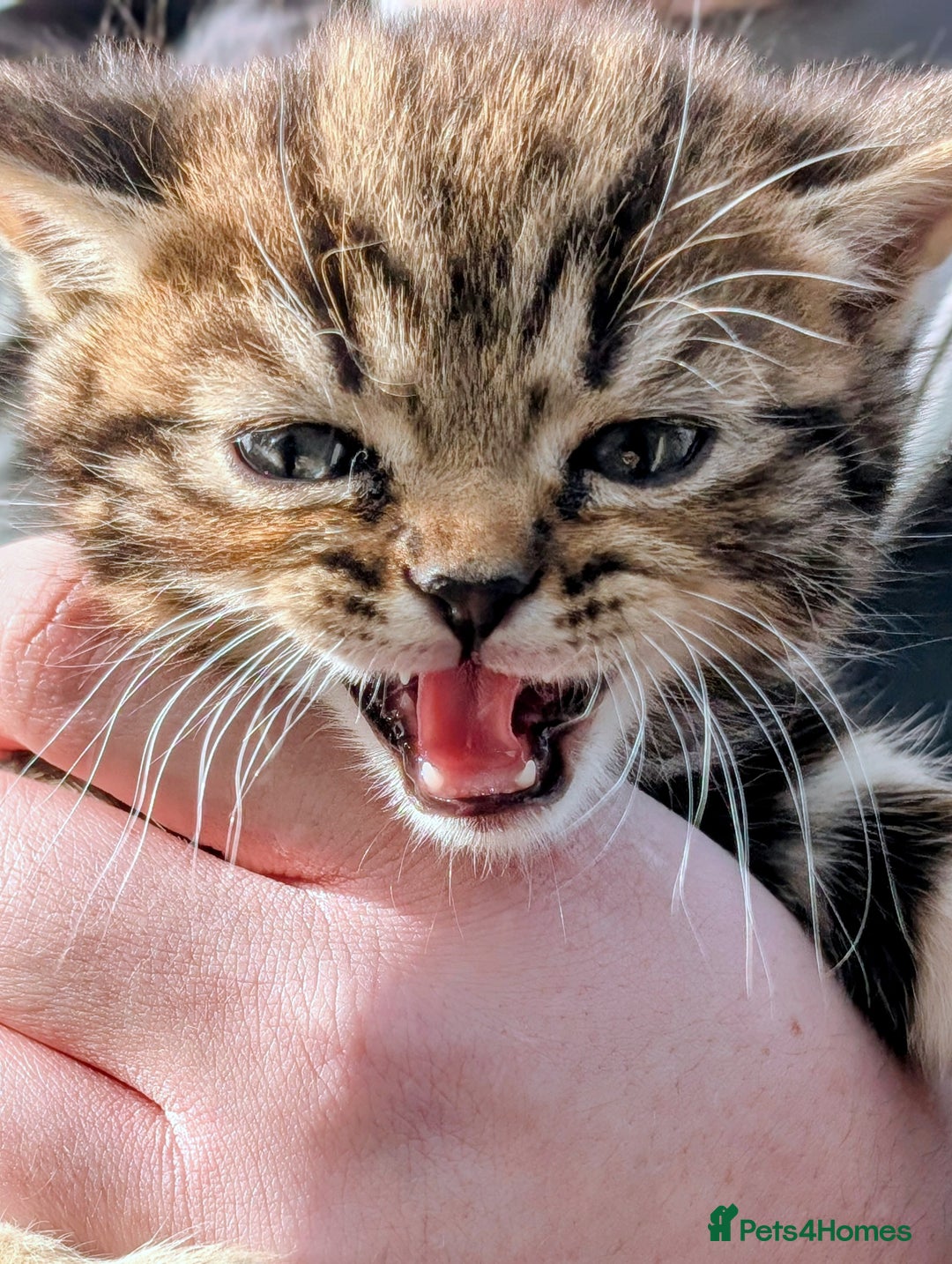 Mixed Breed cats for sale: Two Stunning Tabby Boys, Persian Chinchilla cross - Image 5
