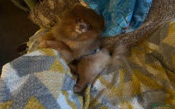 Pomeranian dogs for sale: Outstanding Quality Pomeranian  - Image 11