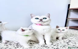 British Shorthair cats for sale: 🩵Silver shaded British short hair kitten 🩵 - Image 12
