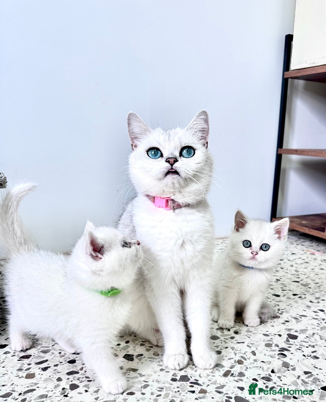 British Shorthair cats for sale: 🩵Silver shaded British short hair kitten 🩵 - Image 12