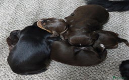 Cocker Spaniel dogs for sale: Our lovely Cocker has had her puppies - Image 2