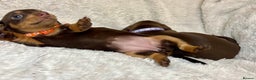 Dachshund dogs for sale: LAST ONE- Dachshund female puppy - last one - Advert 16