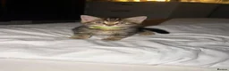 Mixed Breed cats for sale: BEAUTIFUL HOME REARED TABBY KITTENS ready 19/08/26 - Advert 7