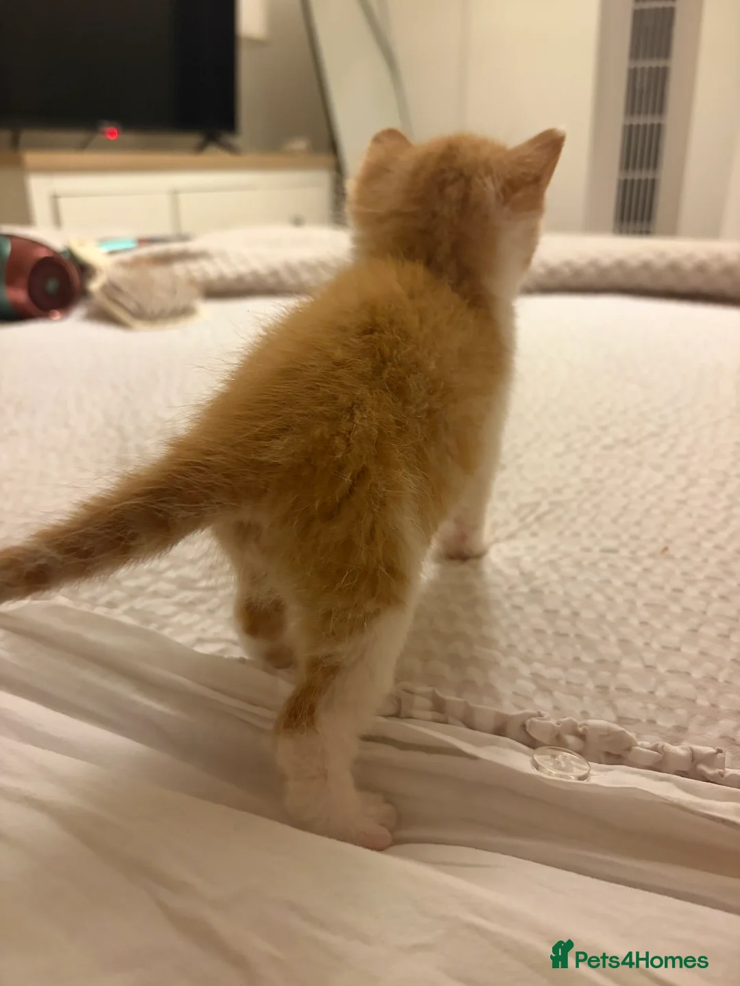 British Shorthair cats for sale: Beautiful kittens available  - Advert 15