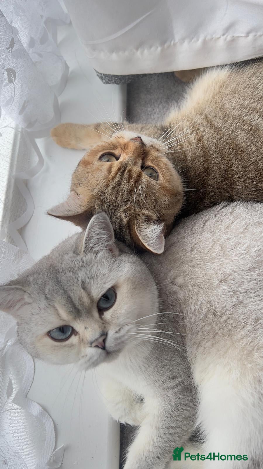 British Shorthair cats 3 male one female - Advert 2