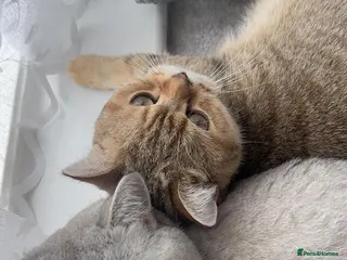 British Shorthair cats 3 male one female - Advert 10