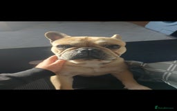 French Bulldog dogs for sale: French bulldog - Image 1