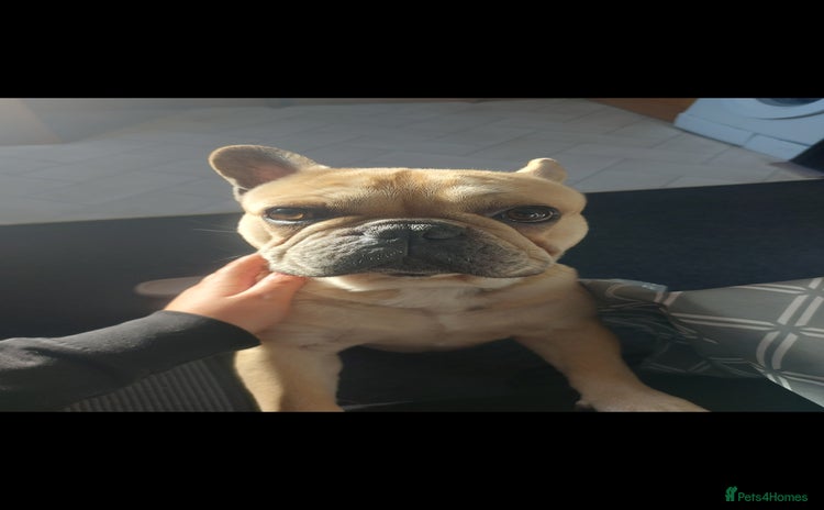 French Bulldog dogs - Advert 3