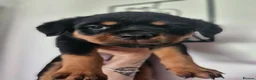 Rottweiler dogs for sale: Exceptional Rottweiler Pups- ready in a week! - Advert 3