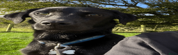 Labrador Retriever dogs for sale: Beautiful Black Labradors (option for training) in Launceston - Advert 4