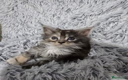 Maine Coon cats for sale: Maine coons babies 🐾 - Image 9