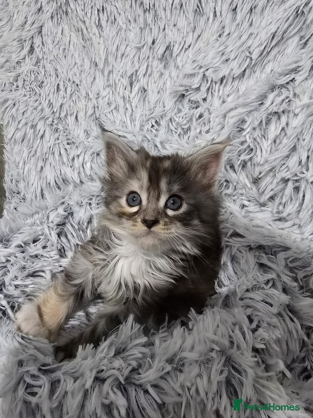 Maine Coon cats for sale: Maine coons babies 🐾 - Image 9