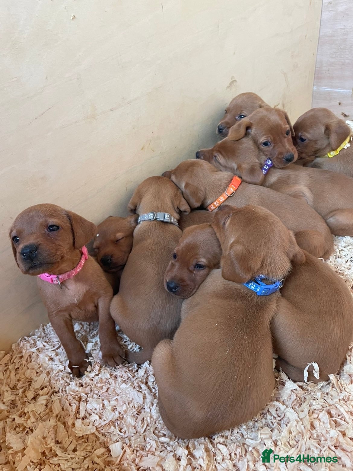Labrador Retriever dogs Dark Fox Red Labrador 1 MALE LEFT🏡 KC Registered - Advert 1