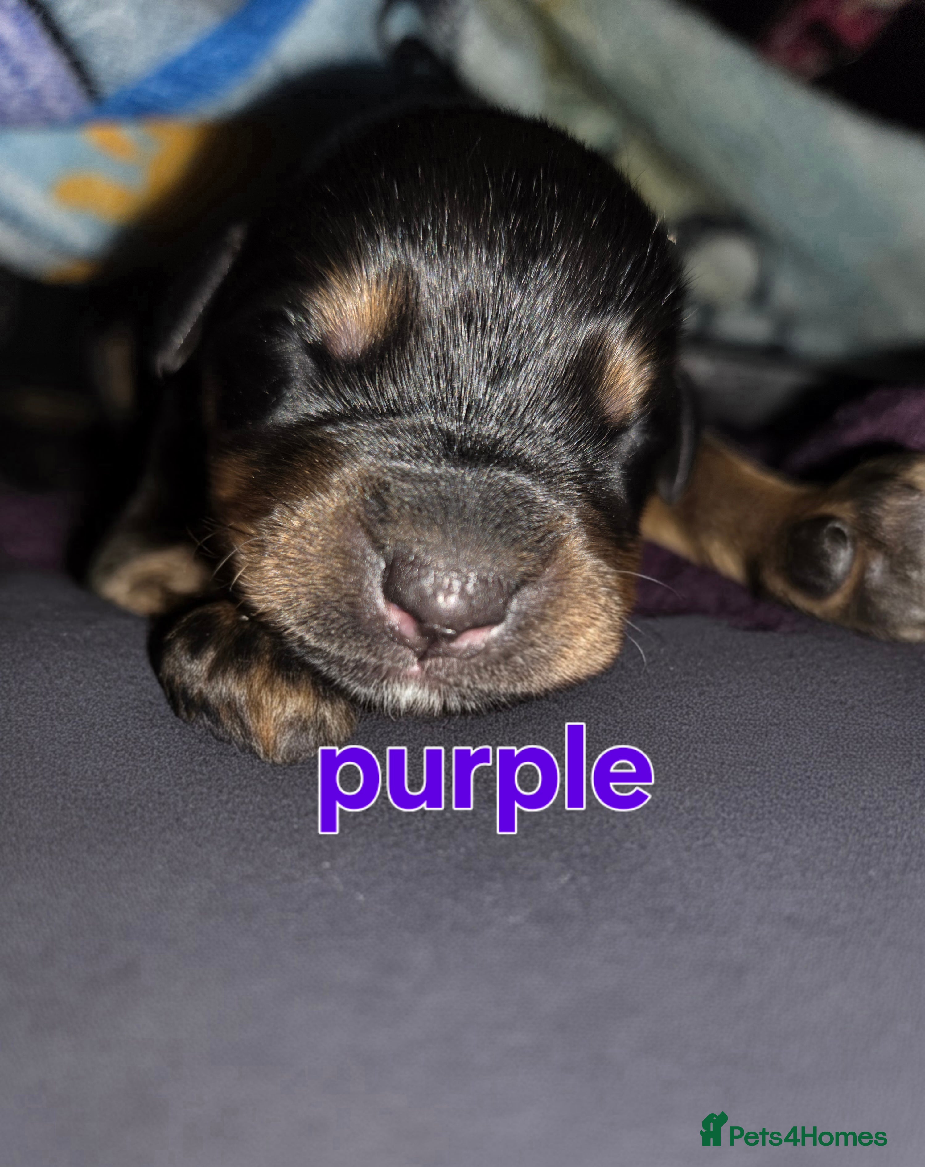 Rottweiler Puppy 4