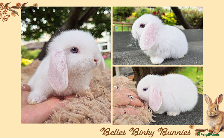 Mini Lop rabbits - Advert 2