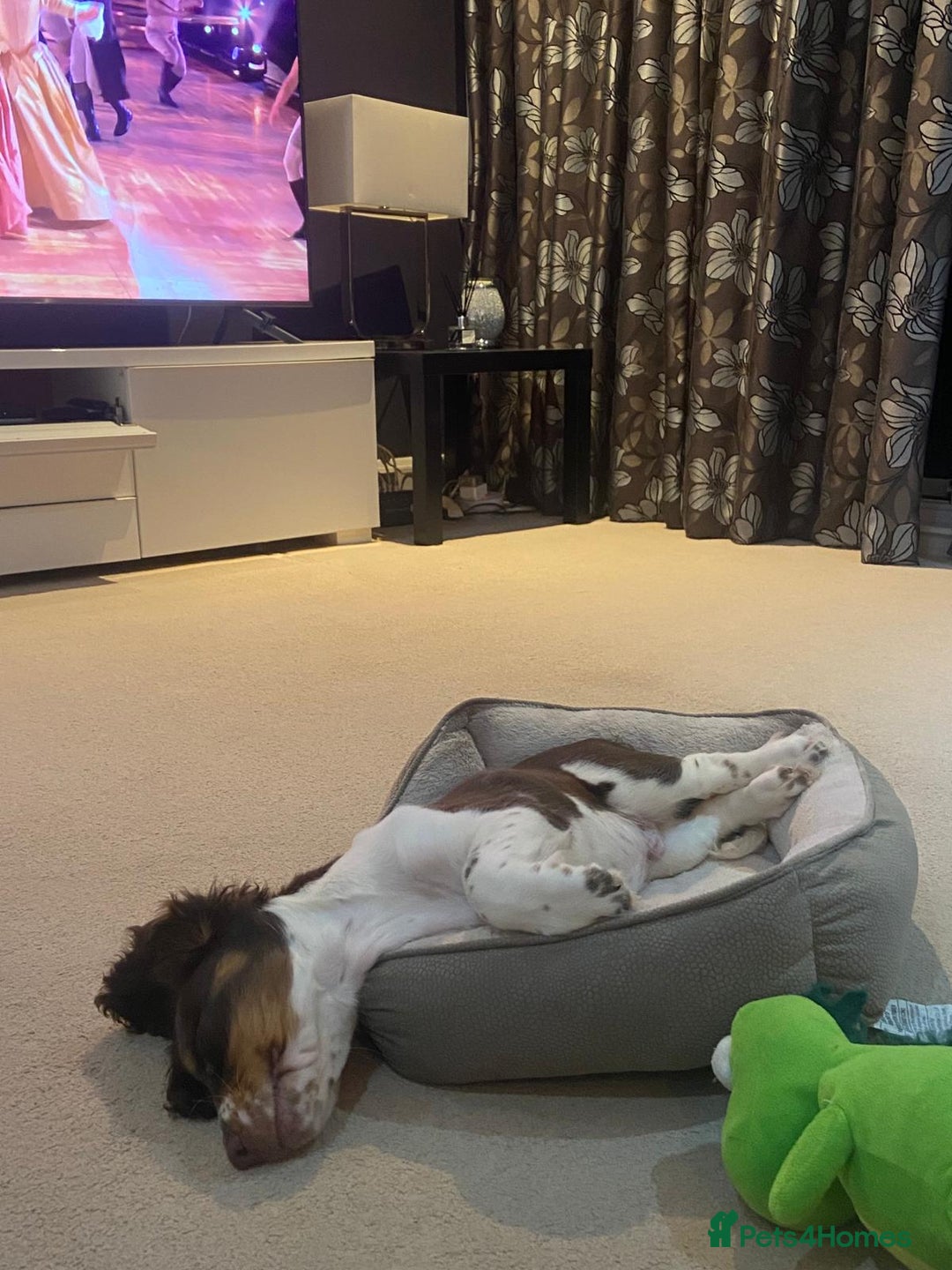 English Springer Spaniel dogs for stud: English Springer Spaniel Stud in Derby - Advert 25