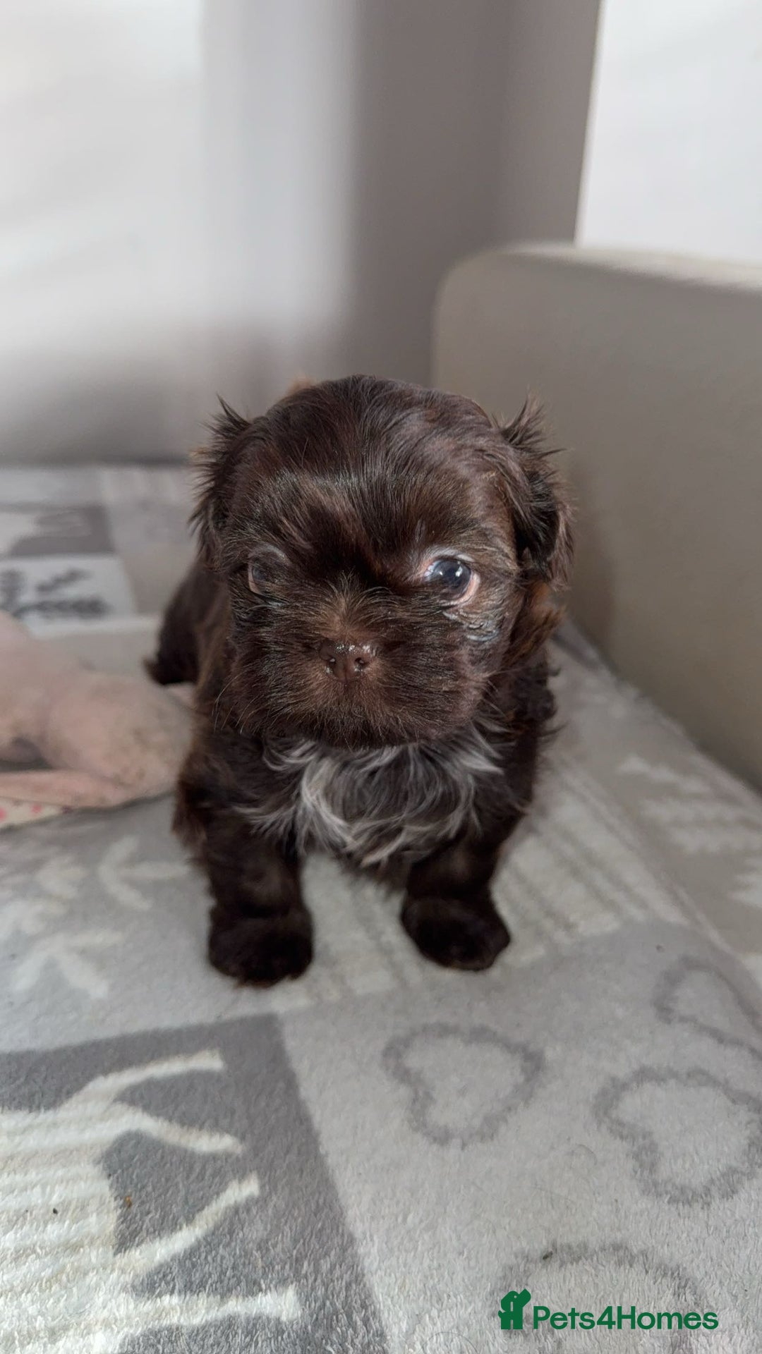 Shih Tzu dogs for sale: Tri-Colour KC Imperial Shih Tzu Puppies - Advert 7