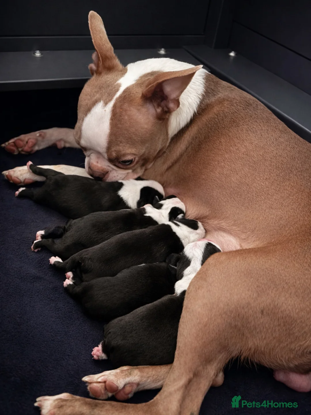 Boston Terrier dogs for sale: Beautiful litter of KC Boston Terrier Puppies -  - Advert 7