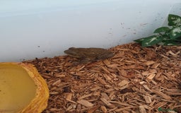 Toad reptiles for sale: Cane toad  - Image 2