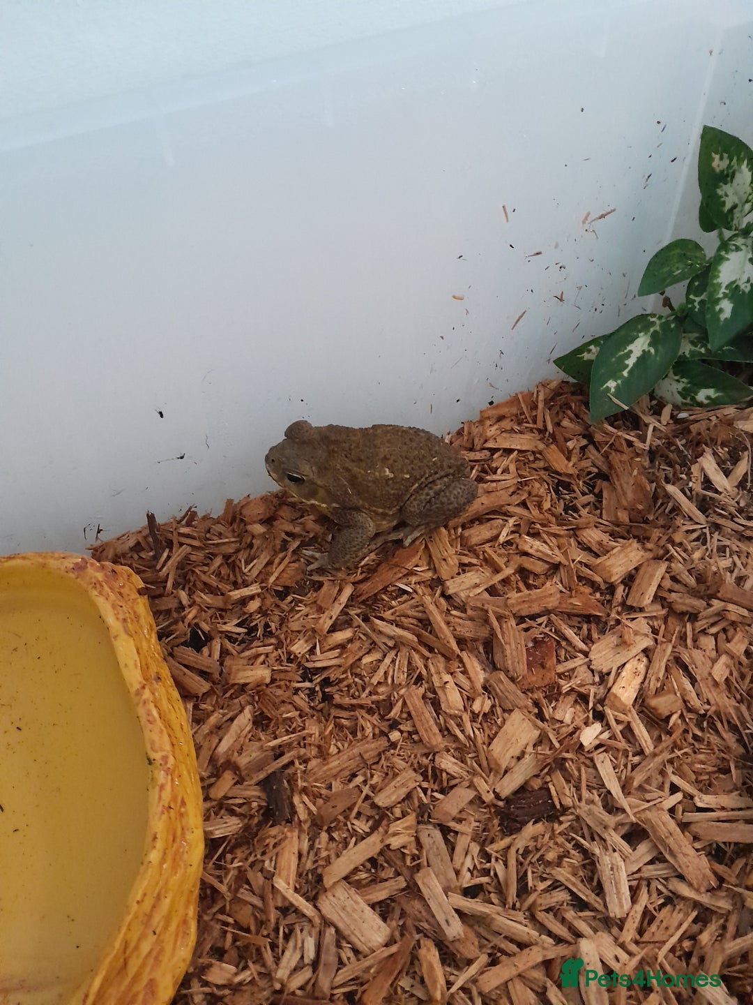 Toad reptiles for sale: Cane toad  - Image 2
