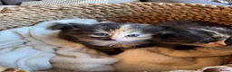 Ragdoll cats for sale: Flame point Ragdoll Mix - Advert 5