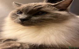 Ragdoll cats for sale: 5 year old Ragdoll cat - Image 9