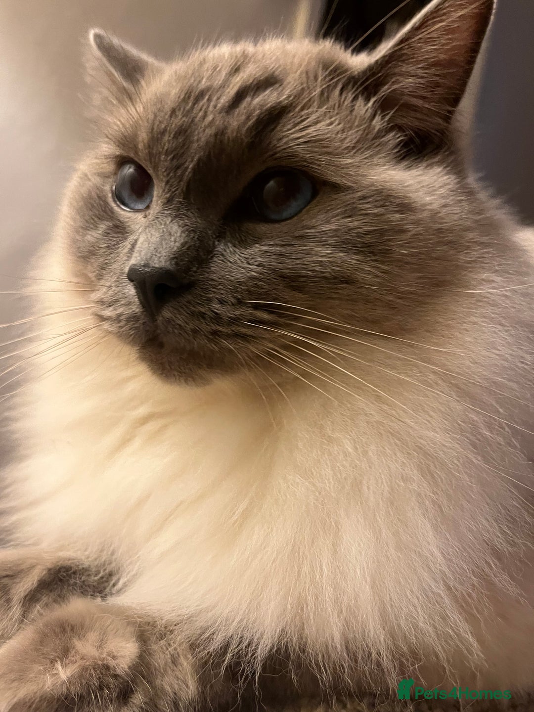 Ragdoll cats for sale: 5 year old Ragdoll cat - Image 9