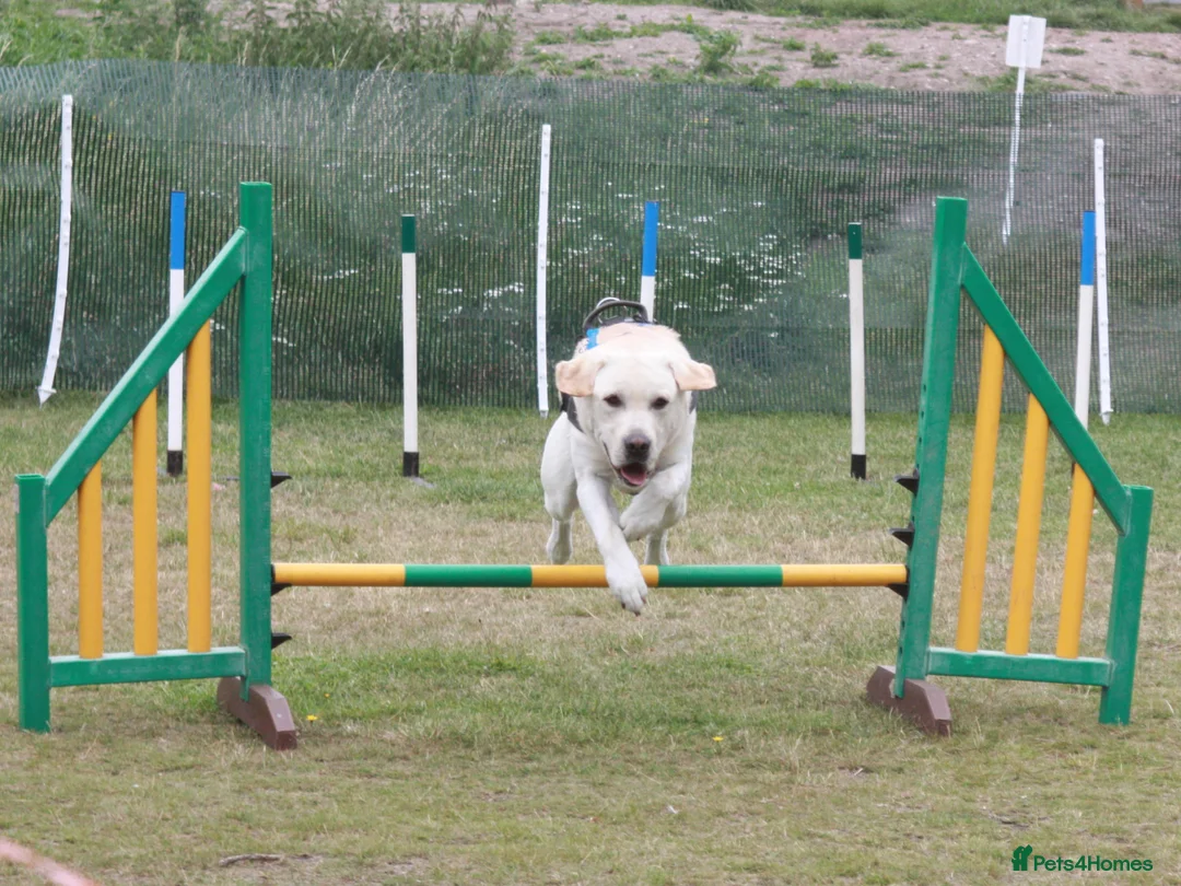 Labrador Retriever dogs for stud: "DUKE", our magnificent and well proven stud dog. in West Bromwich - Advert 8