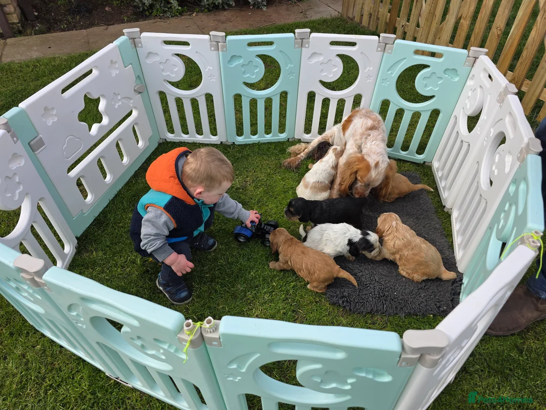 Cocker Spaniel dogs for sale: Stunning show cocker spaniels in Whitchurch - Advert 2