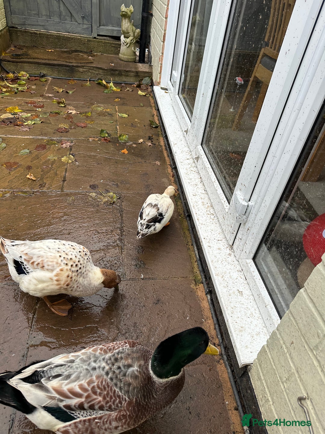 Ducks poultry for sale: Silver Dutch ducks - Advert 4