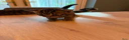 Mixed Breed cats for sale: Domestic shorthair (Tabby) Kittens  in Wisbech - Advert 17