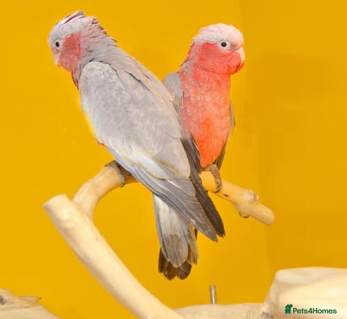 Parrots birds Talking Parrots – Smart & Entertaining - Advert 1