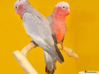 Parrots birds Talking Parrots – Smart & Entertaining - Advert 1