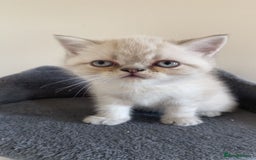 Exotic cats for sale: Colourpoint Exotic Short/Longhairs - Image 3