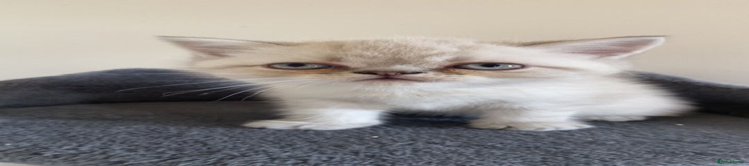 Exotic Kitten 3