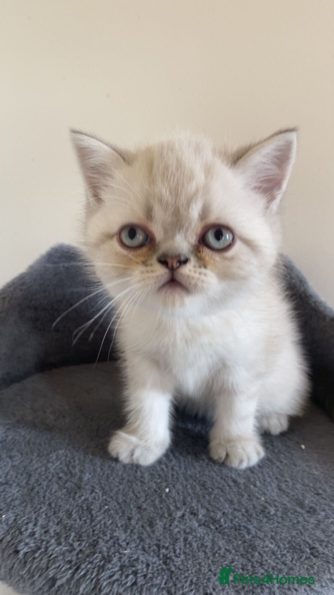 Exotic cats for sale: Colourpoint Exotic Short/Longhairs - Image 3