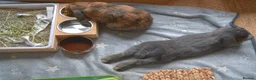 Mini Lop rabbits for sale: Bonded 7 month brother & sister mini lop rabbits in Cheltenham - Advert 4