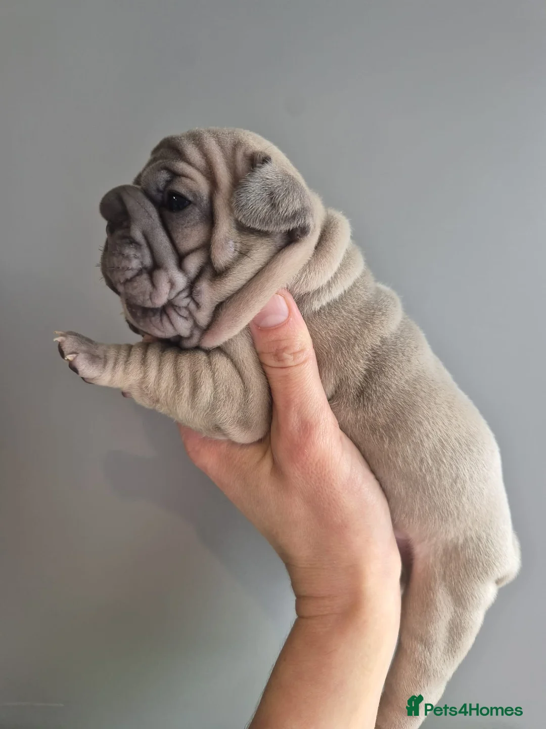 French Bulldog dogs for sale: French bulldog puppies ready mid may - Advert 2