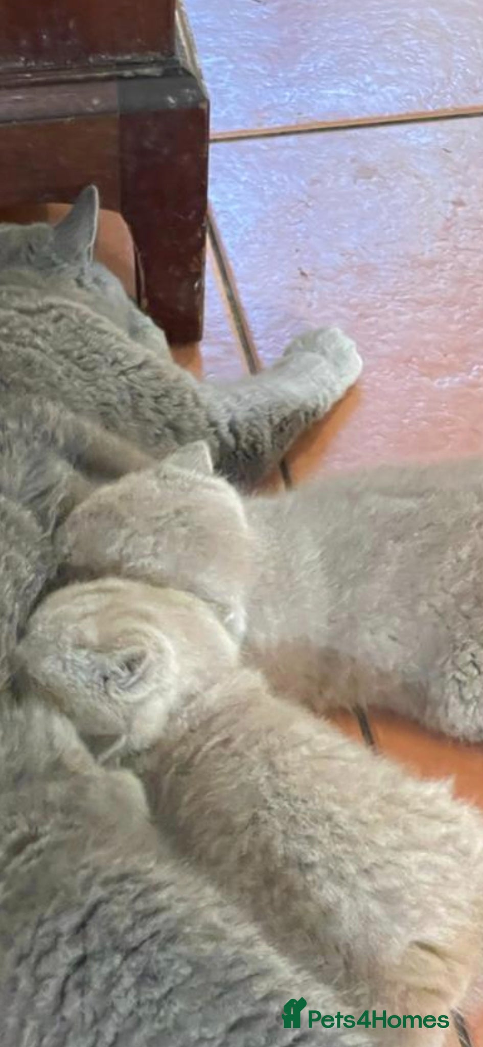 British Shorthair cats Gorgeous Arorable Lilac Boys Bristish Short Hair - Advert 1