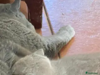 British Shorthair cats Gorgeous Arorable Lilac Boys Bristish Short Hair - Advert 1