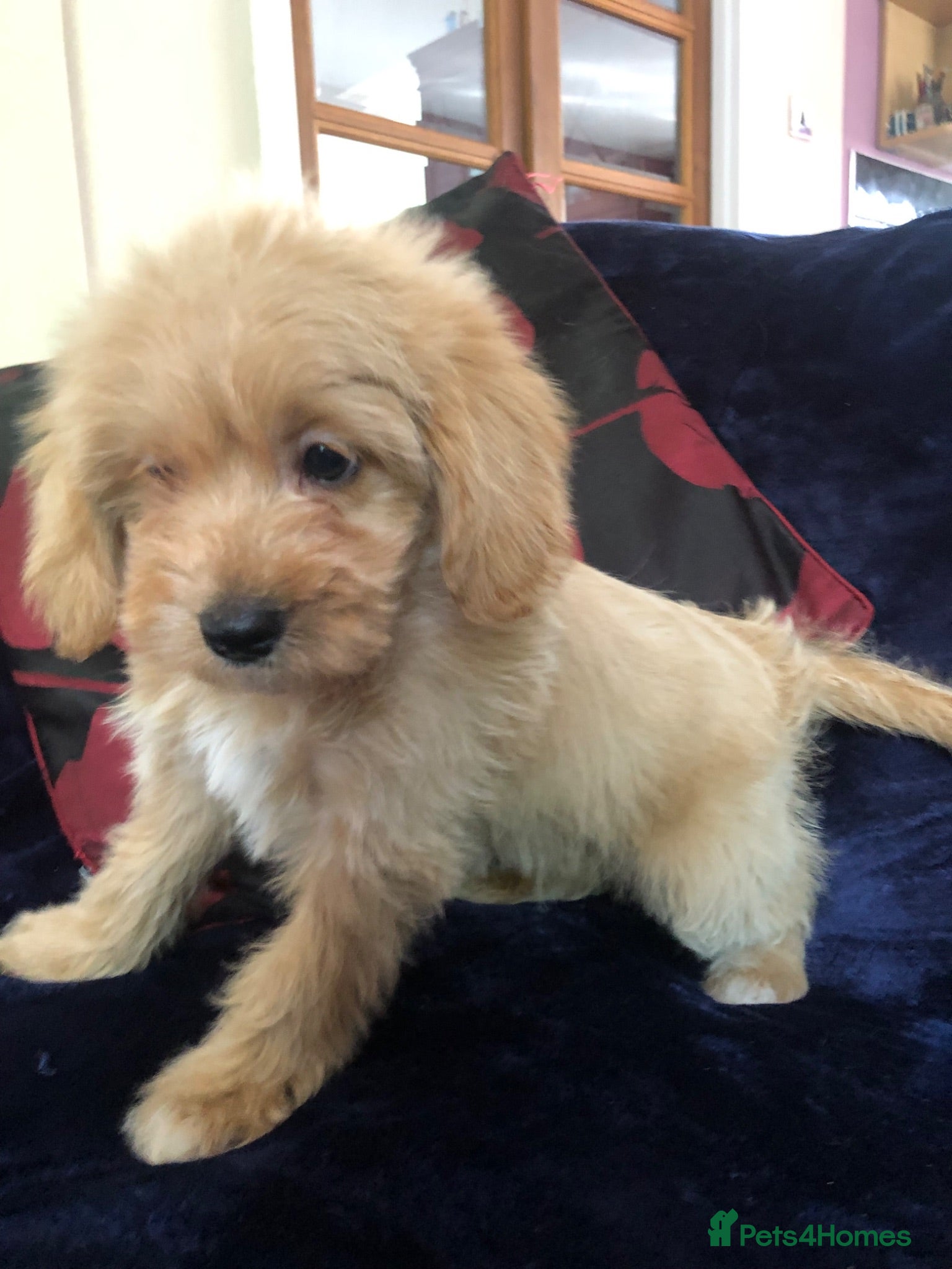 Mixed Breed dogs shihpoo x maltese puppies for sale - Advert 2