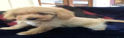 Mixed Breed dogs for sale: shihpoo x maltese puppies for sale - Advert 3